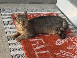 Found/Stray Male Cat last seen Cosmos Ln, Cosmic Ct, McElrath Rd, Greer, SC 29651