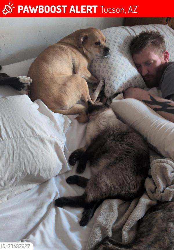 Lost Female Dog last seen Valencia and carinal, Tucson, AZ 85746