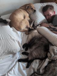 Lost Female Dog last seen Valencia and carinal, Tucson, AZ 85746