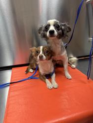 Reunited Male Dog last seen Between Gilbert and Lindsay on university, Mesa, AZ 85213