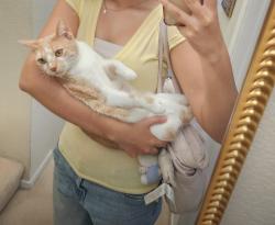 Lost Female Cat last seen Eastlake Trails, Chula Vista, CA 91915