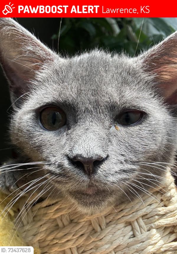 Lost Female Cat last seen 25th&louisiana, Lawrence, KS 66046