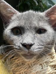 Lost Female Cat last seen 25th&louisiana, Lawrence, KS 66046