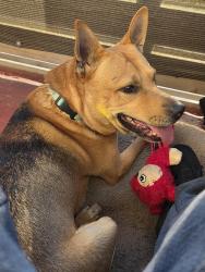 Found/Stray Male Dog last seen West oakland bart station, Oakland, CA 94607
