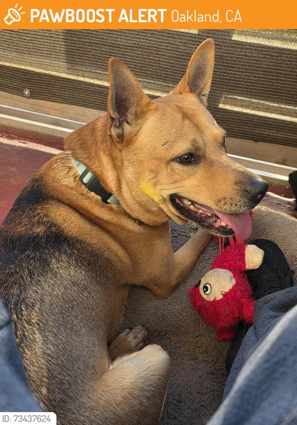 Found/Stray Male Dog last seen West oakland bart station, Oakland, CA 94607