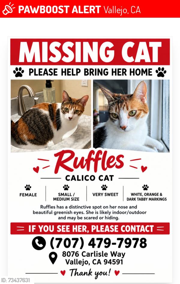 Lost Female Cat last seen Hidden brook, Vallejo, CA 94591