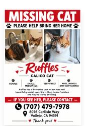 Lost Female Cat last seen Hidden brook, Vallejo, CA 94591