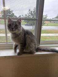 Found/Stray Unknown Cat last seen Chapel View s near Church of St. Peter, Saint Peter, MN 56082