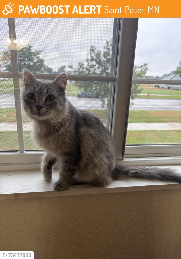 Found/Stray Unknown Cat last seen Chapel View s near Church of St. Peter, Saint Peter, MN 56082