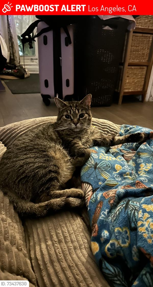 Lost Male Cat last seen Rampart Police Station, Los Angeles, CA 90017