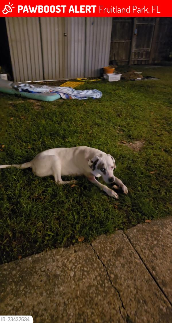Lost Male Dog last seen Near w berckman st fruitland park, Fruitland Park, FL 34731