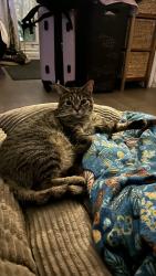 Lost Male Cat last seen Rampart Police Station, Los Angeles, CA 90017