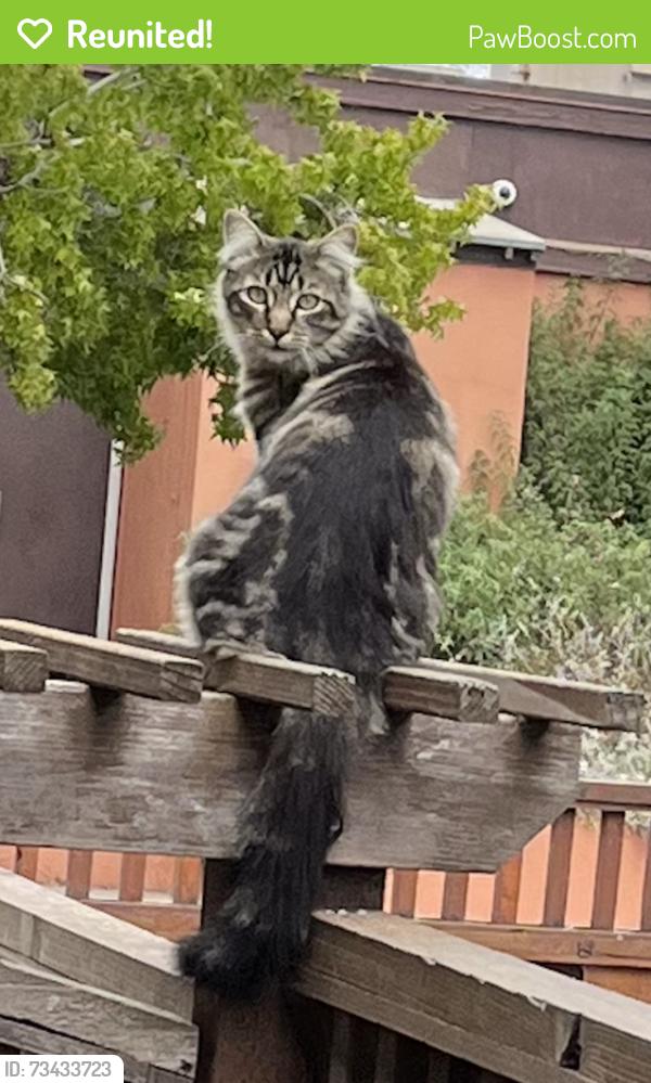 Reunited Male Cat last seen telegraph & 45th, Oakland, CA 94609
