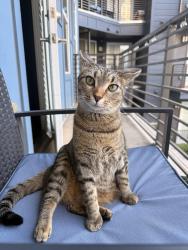 Reunited Female Cat last seen Mallard Glenn and tiger ln, Charlotte, NC 28262