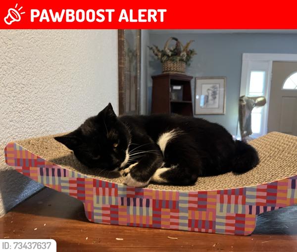 Lost Female Cat last seen Carr rd, Santa Rosa County, FL 32583