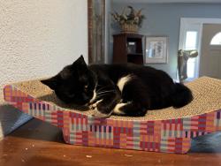 Lost Female Cat last seen Carr rd, Santa Rosa County, FL 32583
