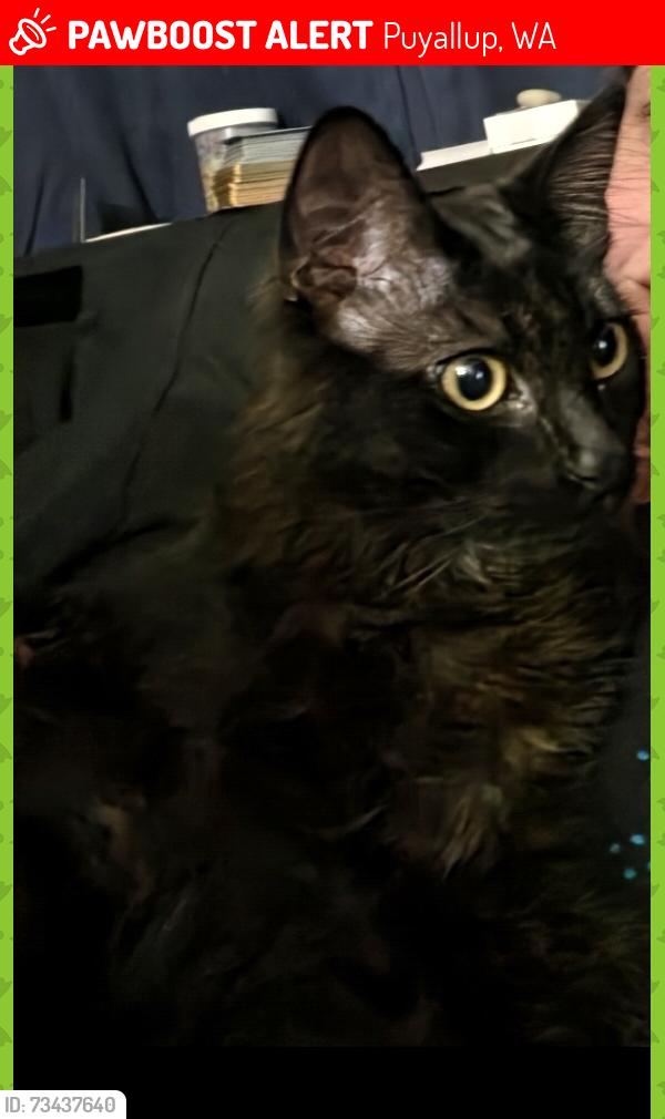 Lost Male Cat last seen 104th, Puyallup, WA 98373