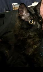 Lost Male Cat last seen 104th, Puyallup, WA 98373