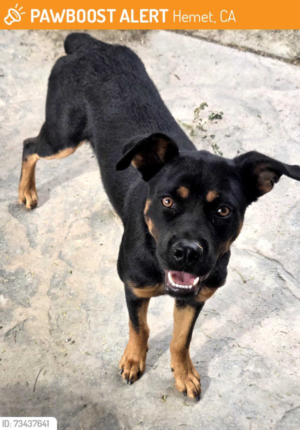 Found/Stray Female Dog last seen Mary Henley Park, Hemet CA, Hemet, CA 92545