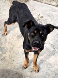Found/Stray Female Dog last seen Mary Henley Park, Hemet CA, Hemet, CA 92545