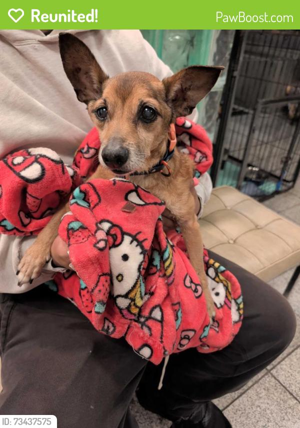 Reunited Male Dog last seen Broadway St in Alameda, Alameda, CA 94501