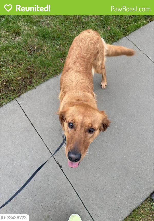 Reunited Female Dog last seen Westhill drive, Rochester, MN 55902