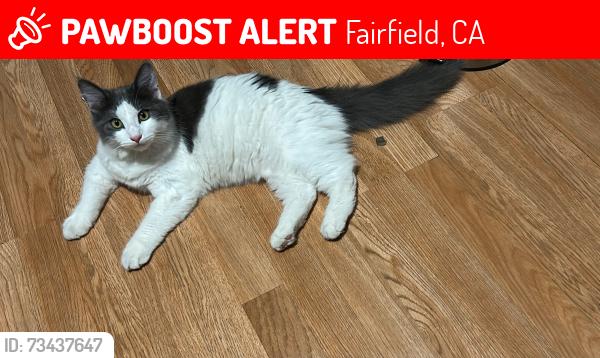 Lost Male Cat last seen Utah st, Fairfield, CA 94533