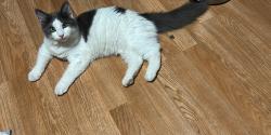 Lost Male Cat last seen Utah st, Fairfield, CA 94533