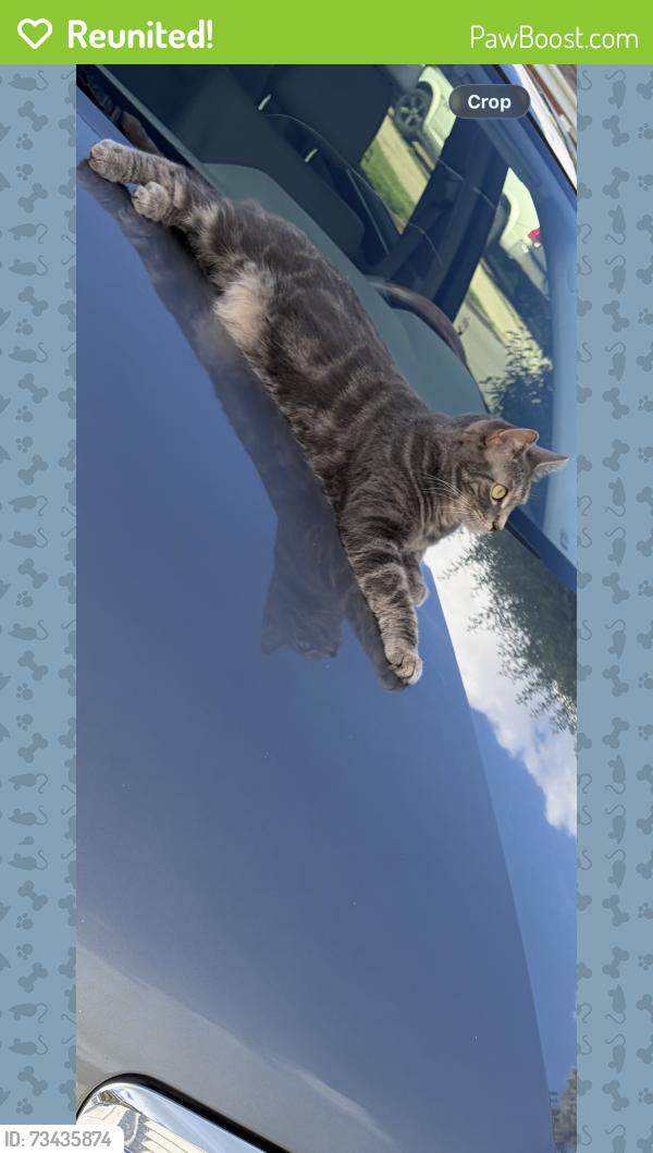 Reunited Female Cat last seen N raynor ave, Crest Hill, IL 60435