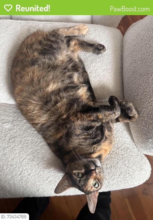 Reunited Female Cat last seen Wilson and bradford, Stockton, CA 95205