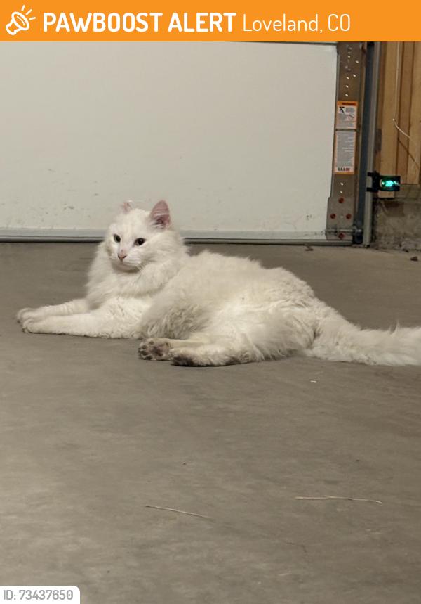 Found/Stray Unknown Cat last seen The Bend at Highland Meadows, Loveland, CO 80538