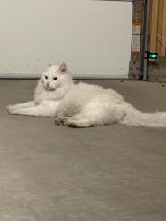 Found/Stray Unknown Cat last seen The Bend at Highland Meadows, Loveland, CO 80538