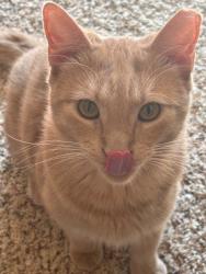 Lost Male Cat last seen Fountain drive, Sun Prairie, WI 53590