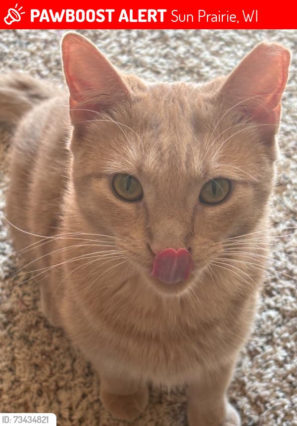 Lost Male Cat last seen Fountain drive, Sun Prairie, WI 53590
