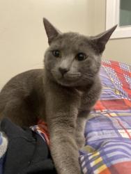 Found/Stray Male Cat last seen McClung Ave, Davis St SE, Knoxville, TN 37920
