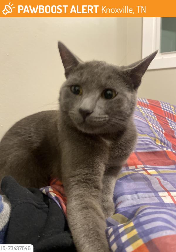 Found/Stray Male Cat last seen McClung Ave, Davis St SE, Knoxville, TN 37920