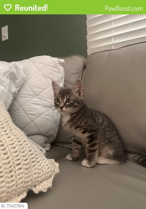 Reunited Male Cat last seen Near Bel Canto Dr, San Jose, CA 95124, USA, San Jose, CA 95124