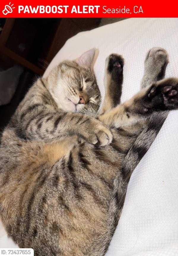 Lost Female Cat last seen 4th division ave, Seaside, CA 93955