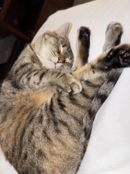 Lost Female Cat last seen 4th division ave, Seaside, CA 93955