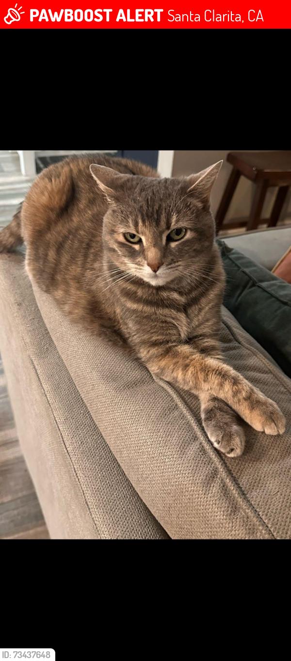 Lost Female Cat last seen Cerca Dr and Las Mananitas Dr, Santa Clarita, CA 91354