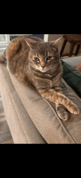 Lost Female Cat last seen Cerca Dr and Las Mananitas Dr, Santa Clarita, CA 91354