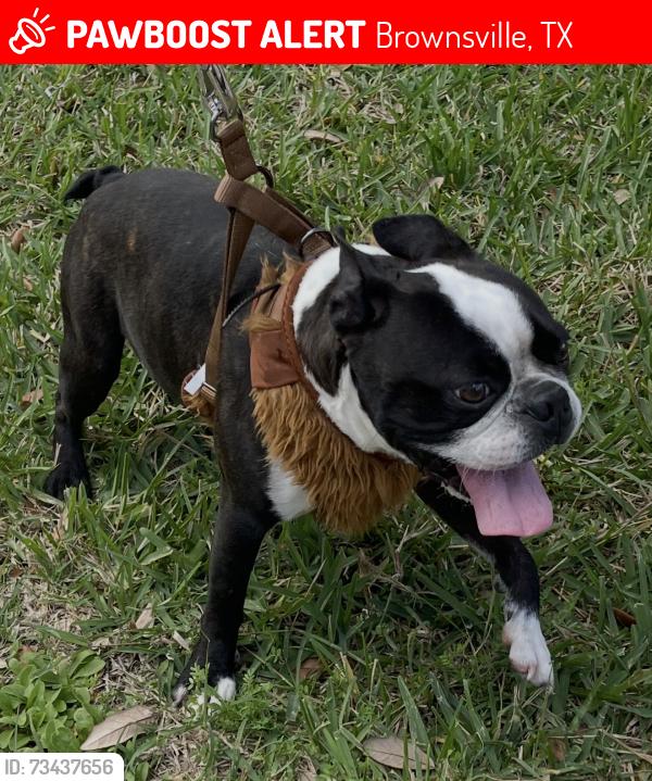 Lost Male Dog last seen Hermosillo Ave and Toledo st, Brownsville, TX 78526
