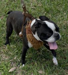 Lost Male Dog last seen Hermosillo Ave and Toledo st, Brownsville, TX 78526