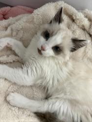 Reunited Female Cat last seen Near Clementina St, San Francisco, CA 94103, USA, San Francisco, CA 94103