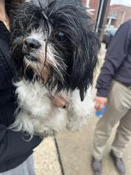 Reunited Female Dog last seen Near E Clay and N Shippen Streets, Lancaster, PA 17602
