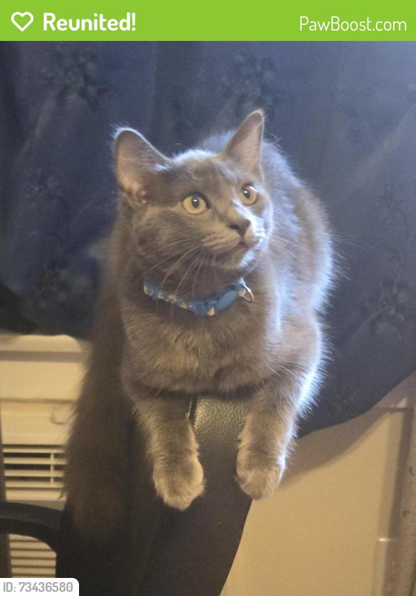 Reunited Female Cat last seen Fountain Normandie, Los Angeles, CA 90029