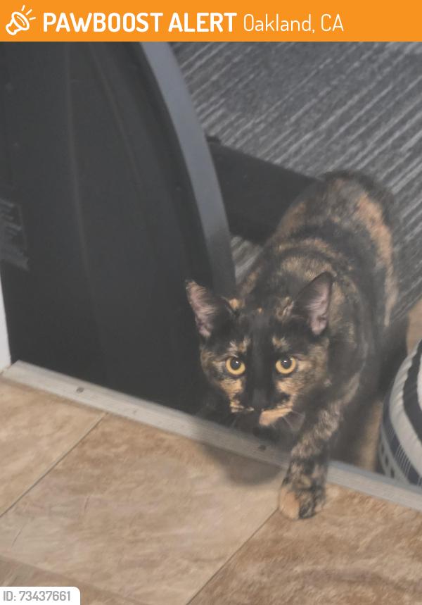 Found/Stray Female Cat last seen Preservation Park, Oakland, CA 94612