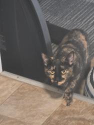 Found/Stray Female Cat last seen Preservation Park, Oakland, CA 94612