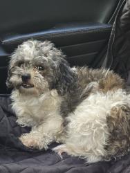 Found/Stray Unknown Dog last seen Woodman and Nordhoff, Los Angeles, CA 91331