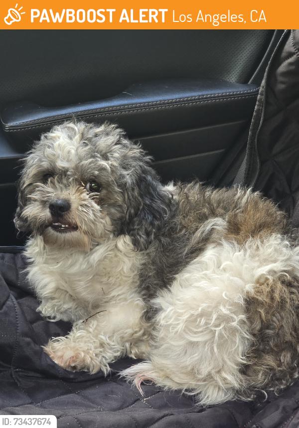 Found/Stray Unknown Dog last seen Woodman and Nordhoff, Los Angeles, CA 91331
